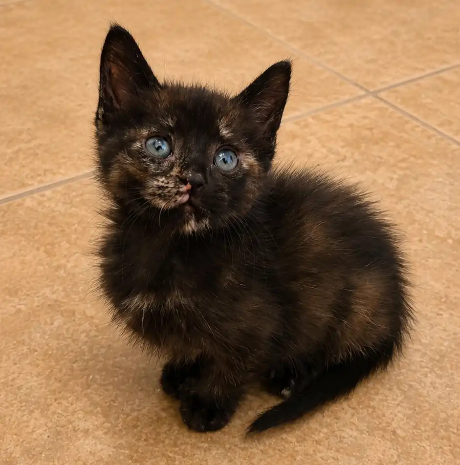black orange kitten