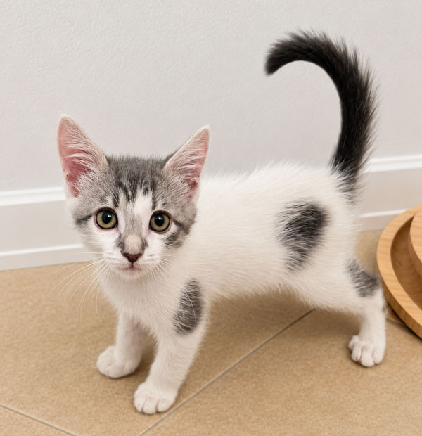 white-kitten-600